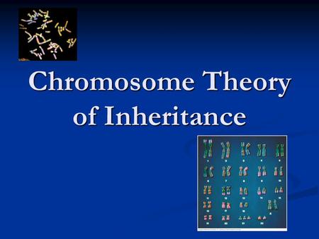 Chromosome Theory of Inheritance. Chromosome Theory Today’s understanding: Genes, which determine genetic traits, are located on chromosomes Today’s understanding: