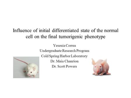 Influence of initial differentiated state of the normal cell on the final tumorigenic phenotype Yesenia Correa Undergraduate Research Program Cold Spring.