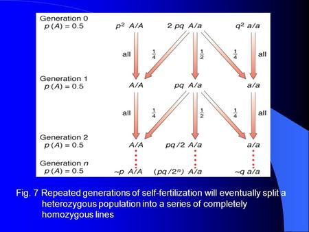 Fig. 7 Repeated generations of self-fertilization will eventually split a heterozygous population into a series of completely homozygous lines.