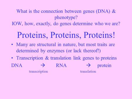 What is the connection between genes (DNA) & phenotype? IOW, how, exactly, do genes determine who we are? Proteins, Proteins, Proteins! Many are structural.