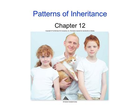 Patterns of Inheritance Chapter 12. 2 Early Ideas of Heredity Before the 20 th century, 2 concepts were the basis for ideas about heredity: -heredity.