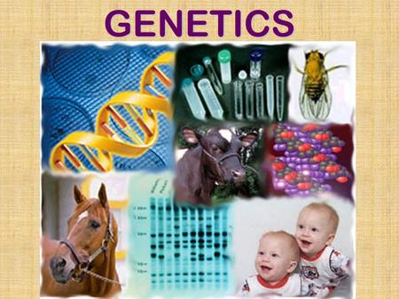 GENETICS I. Heredity: how traits are passed from parents to offspring.
