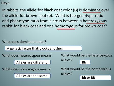 Day 1 In rabbits the allele for black coat color (B) is dominant over the allele for brown coat (b). What is the genotype ratio and phenotype ratio from.