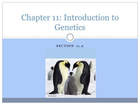 Chapter 11: Introduction to Genetics