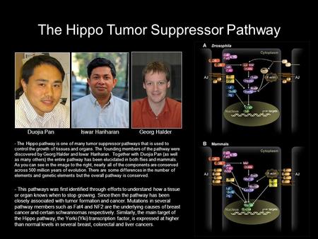 The Hippo Tumor Suppressor Pathway