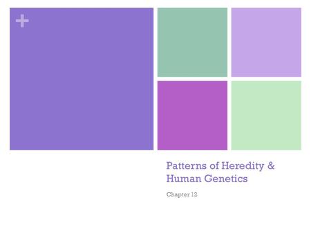 Patterns of Heredity & Human Genetics