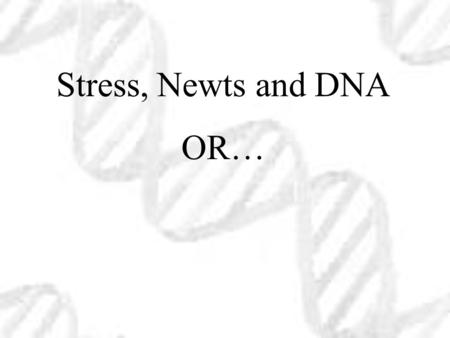 Stress, Newts and DNA OR…. Identification of the cDNA Sequence of Prodynorphin Katie Miles Frank Moore, Mentor.