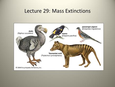 Lecture 29: Mass Extinctions. X X X X X X X X Phanerozoic Mass Extinctions biodiversity Mississippian Pennsylvanian Ma Jurassic Cambrian.