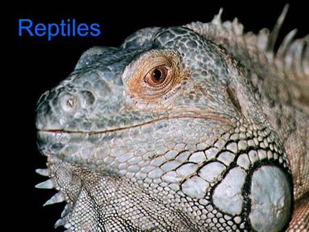 Reptiles.