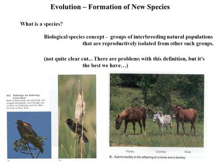 Evolution – Formation of New Species What is a species? Biological species concept - groups of interbreeding natural populations that are reproductively.
