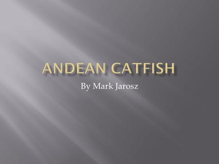 By Mark Jarosz.  The Andean catfish lives in rivers and streams so mostly fresh water. They found a lot of Andean catfish in Ecuador.