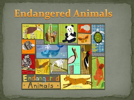 You’re on a mission to try and save an endangered animal! Teach your classmates how they can help too! Students will be in groups of 2 1 student will.