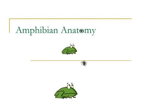 Amphibian Anatomy.
