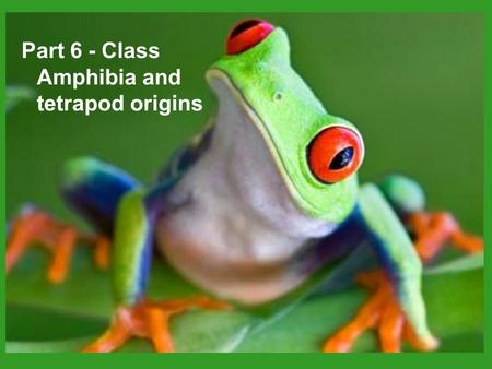 Part 6 - Class Amphibia and tetrapod origins. Class Amphibia (sensu stricto) 3 living orders.