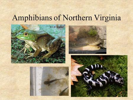 Amphibians of Northern Virginia. Salamanders (Caudata) 1.Ambystomatidae (Lunged Salamanders) 2.Plethodontidae (Lungless Salamanders)