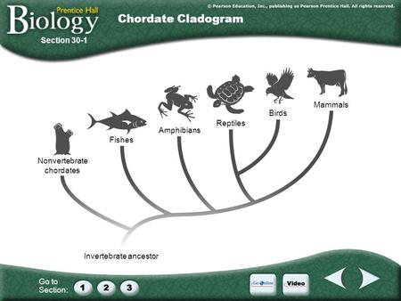 Chordate Cladogram Section 30-1 Mammals Birds Reptiles Amphibians