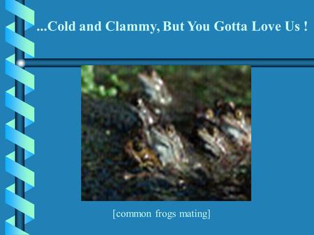 [common frogs mating]...Cold and Clammy, But You Gotta Love Us !