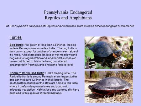 Pennsylvania Endangered Reptiles and Amphibians Of Pennsylvania’s 73 species of Reptiles and Amphibians, 8 are listed as either endangered or threatened.