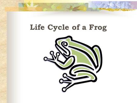 Life Cycle of a Frog 1. 2. 3.4. 5. What is the first stage of the Frog life cycle called? A. Adult Frog B. Eggs C. Froglet D. Tadpoles E. Tadpoles with.