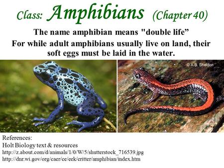Class: Amphibians (Chapter 40) The name amphibian means double life”