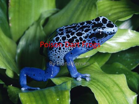 Poison Dart Frogs By Fiona Kernen.