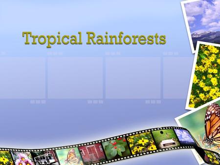 Tropical Rainforests are forests that contain a lot of trees. It always has a warm climate so it is not so cold. It rains very much and in some rainforests.