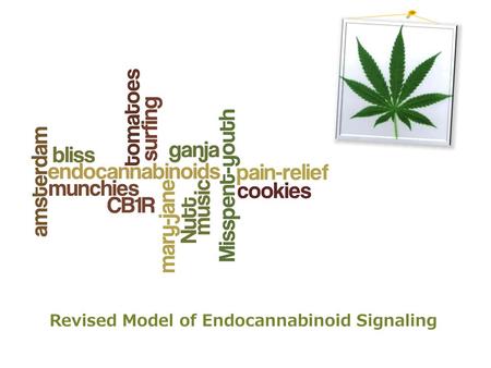 Revised Model of Endocannabinoid Signaling. Cannabinoids Medically and traditionally used for thousands of years Active compound of marijuana (D 9 -THC)