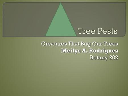 Creatures That Bug Our Trees Meilys A. Rodriguez Botany 202 Creatures That Bug Our Trees Meilys A. Rodriguez Botany 202.