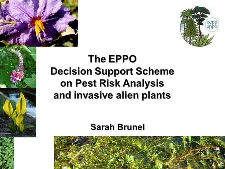 The EPPO Decision Support Scheme on Pest Risk Analysis and invasive alien plants Sarah Brunel.