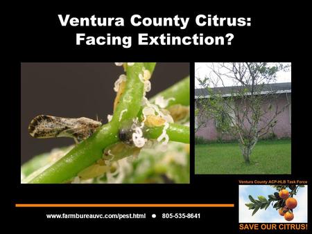 Www.farmbureauvc.com/pest.html 805-535-8641 Ventura County Citrus: Facing Extinction?