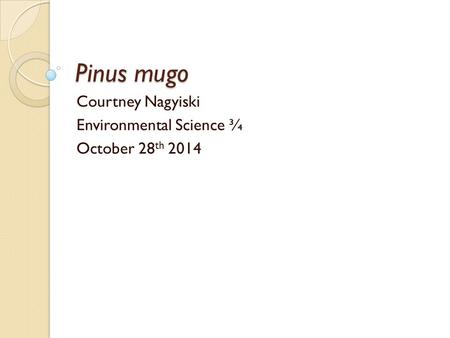 Pinus mugo Courtney Nagyiski Environmental Science ¾ October 28 th 2014.
