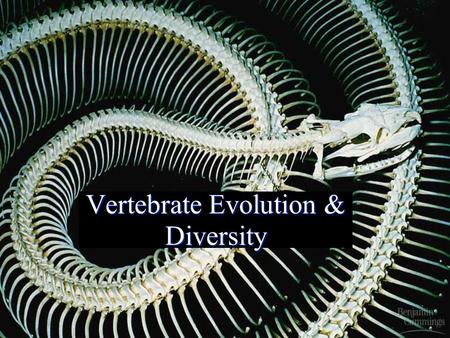 Vertebrate Evolution & Diversity