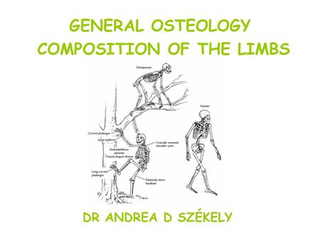 GENERAL OSTEOLOGY COMPOSITION OF THE LIMBS DR ANDREA D SZÉKELY.