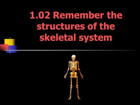 1.02 Remember the structures of the skeletal system