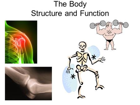 The Body Structure and Function. LEARNING OBJECTIVES By the end of this lesson you will; Know the different types of joints Have a clearer understanding.
