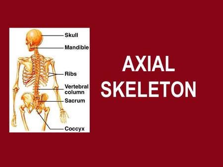 AXIAL SKELETON. SKULL 22 bones in all Divided into cranial bones and facial bones Cranium function = to enclose and protect the brain.