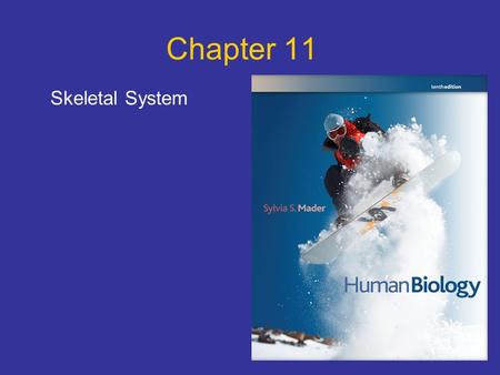 Chapter 11 Skeletal System. Points to Ponder What are the 5 functions of the skeletal system? What are the parts of a long bone? How do bones grow, remodel.
