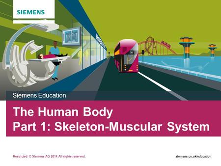 Restricted © Siemens AG 2014 All rights reserved.siemens.co.uk/education The Human Body Part 1: Skeleton-Muscular System Siemens Education.