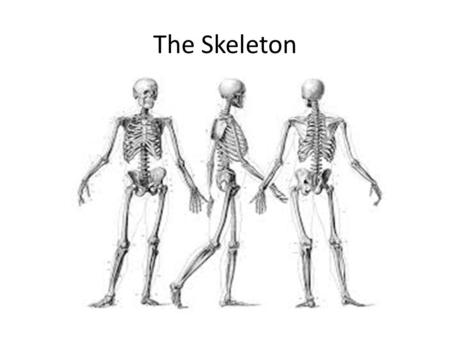 The Skeleton.