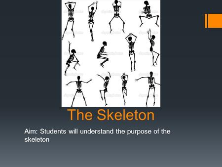 The Skeleton Aim: Students will understand the purpose of the skeleton.