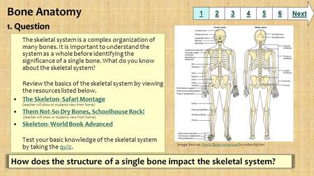 The skeletal system is a complex organization of many bones. It is important to understand the system as a whole before identifying the significance of.