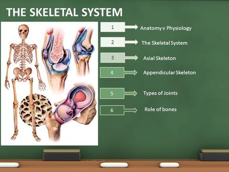 THE SKELETAL SYSTEM Anatomy v Physiology The Skeletal System Appendicular Skeleton Types of Joints 1 6 3 4 Axial Skeleton 2 5 Role of bones.