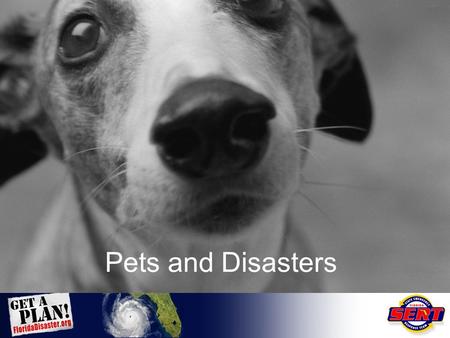 Pets and Disasters. Pets in Disasters After Hurricane Andrew struck Southern Florida, in 1992, many victims were distressed when they discovered that.