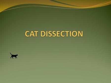 THE ETHICS OF USING CATS FOR MEDICAL SCIENCE DISSECTIONS The question of the ethics of using cats for medical science dissection and learning can and.