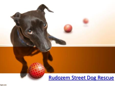 Rudozem Street Dog Rescue Rudozem Street Dog Rescue.