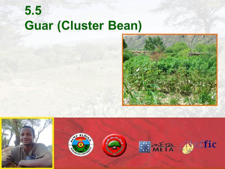 5.5 Guar (Cluster Bean). GUAR: forgotten crop growing in most marginal conditions many modern applications.