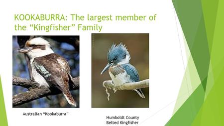 KOOKABURRA: The largest member of the “Kingfisher” Family Australian “Kookaburra” Humboldt County Belted Kingfisher.