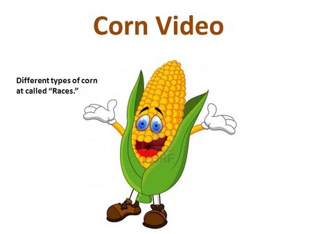 Corn Video Different types of corn at called “Races.”