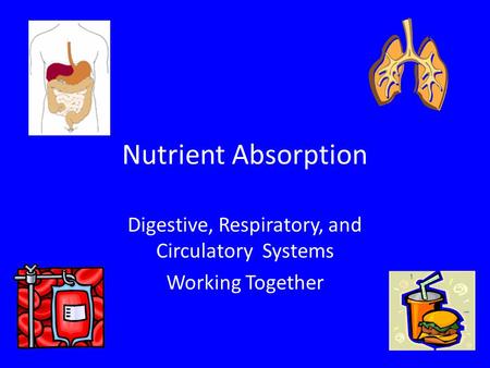 Digestive, Respiratory, and Circulatory Systems Working Together