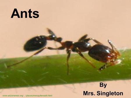 Ants By Mrs. Singleton www.arizonensis.org/.../ places/mesquitewash.html.